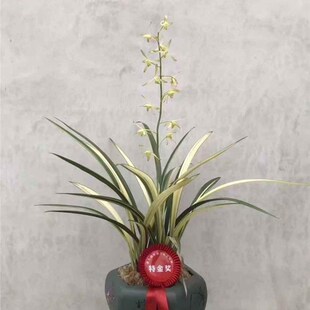 带芽白玉素锦 墨兰名品 花艺双全 春节开花