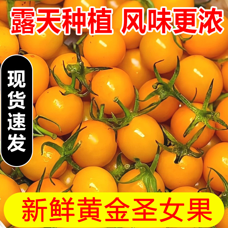 福建黄金圣女果新鲜现摘黄色樱桃小番茄甜西红柿应季生吃水果包邮