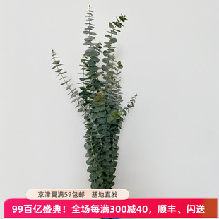 10枝 新鲜单枝小尤加利叶 鲜植物绿植可配花有香驱可蚊味可做干花