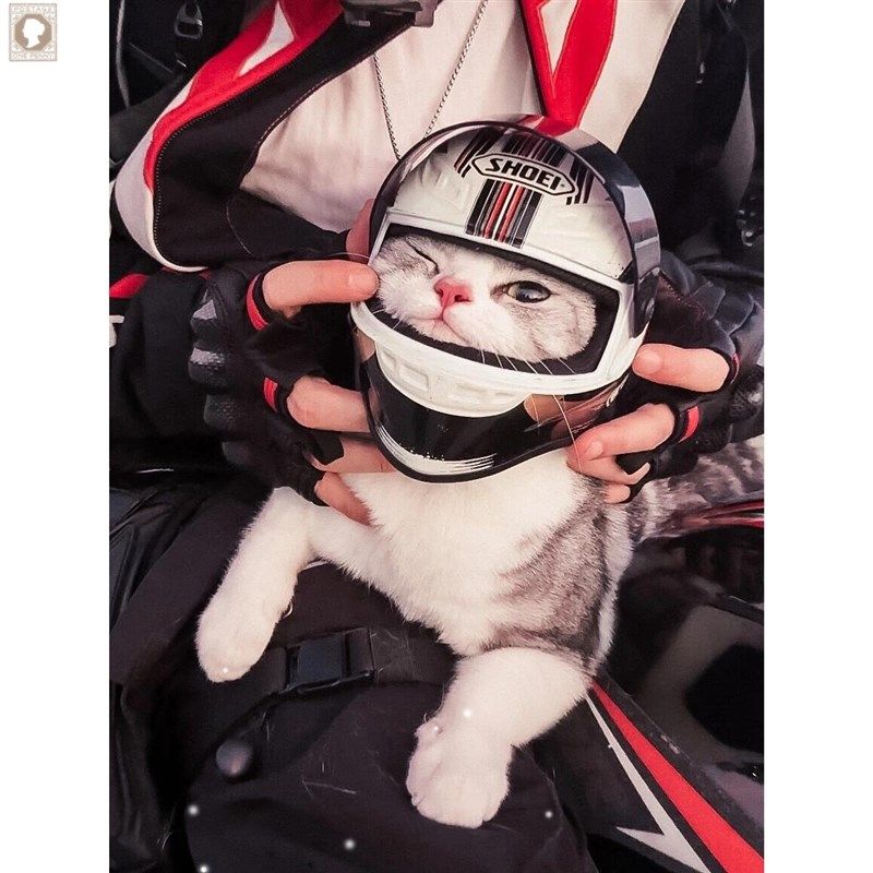 宠物机车头盔喵猫咪专用摩托车头盔猫狗狗帅气迷你机车帽帽子,摩托车/装备/配件,头盔饰配,淘宝优惠券,粉丝福利购,淘宝优惠卷