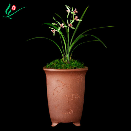建兰四季兰花吹吹蝶浓香花卉盆景盆栽土绿植兰带草植物花苞名贵苗