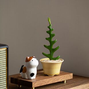 静艺花舍鱼骨令箭仙人掌盆栽办公室内外桌面可爱花卉好养多肉植物