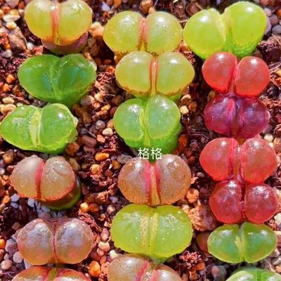 多肉植物生石花肉锥番杏多彩风铃灯泡鸽子蛋水蜜桃蟠桃