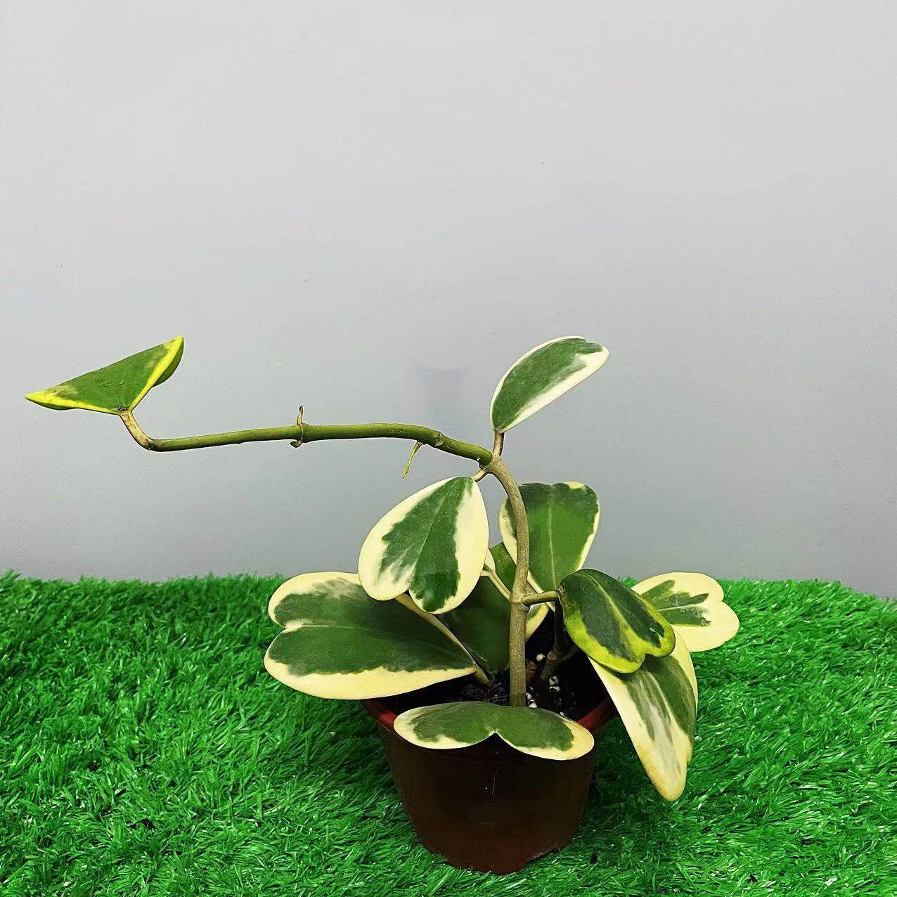 花心球兰球兰心型叶片爬藤球兰ins风新款心叶球盆栽绿植,鲜花速递/花卉仿真/绿植园艺,造型盆景,淘宝优惠券,粉丝福利购,淘宝优惠卷