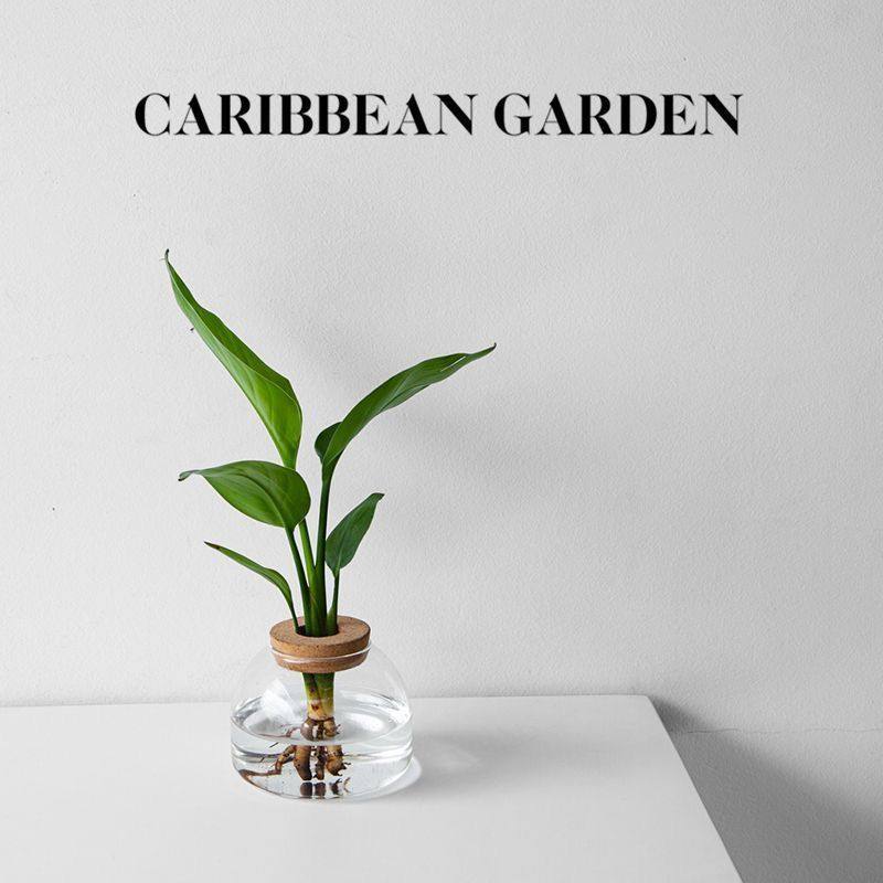 加勒比花园水培绿植北欧风办公室内桌面好养耐阴盆栽植物四季常青,3C数码配件,背景布类,淘宝优惠券,粉丝福利购,淘宝优惠卷