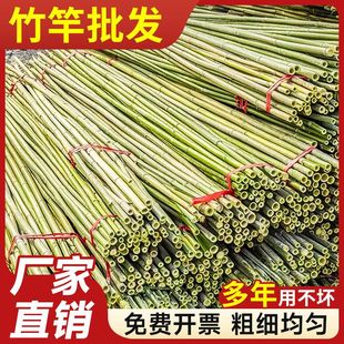 爬藤架竹竿春季种菜架子菜园搭架竹子户外旗杆篱笆围栏竹杆子