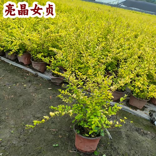 亮晶女贞树苗四季常青花镜植物庭院绿篱色块绿化女贞小苗耐寒耐旱