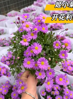 姬小菊玛格丽特盆栽大小苗花苗带花苞多季开花大盆紫色菊阳台庭院