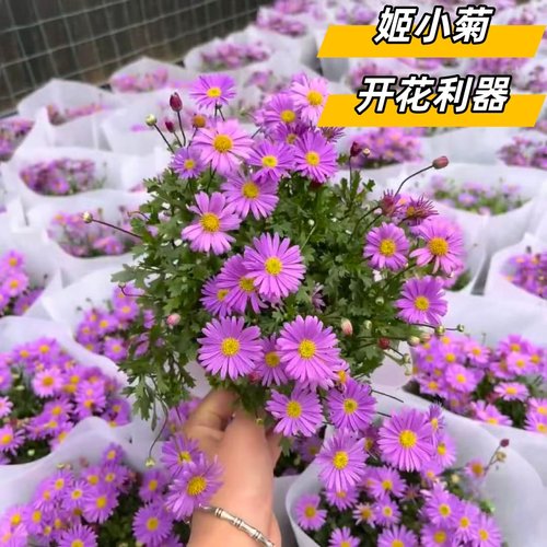 姬小菊盆栽紫色菊庭院花卉易爆盆