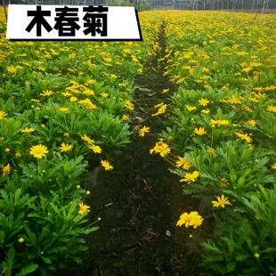 木春菊盆栽庭院花园耐寒耐热多年生黄金菊花期长爆盆成都基地直发