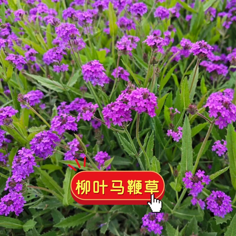 柳叶马鞭草盆栽耐寒耐热多年生宿根花卉庭院马鞭草花镜植物