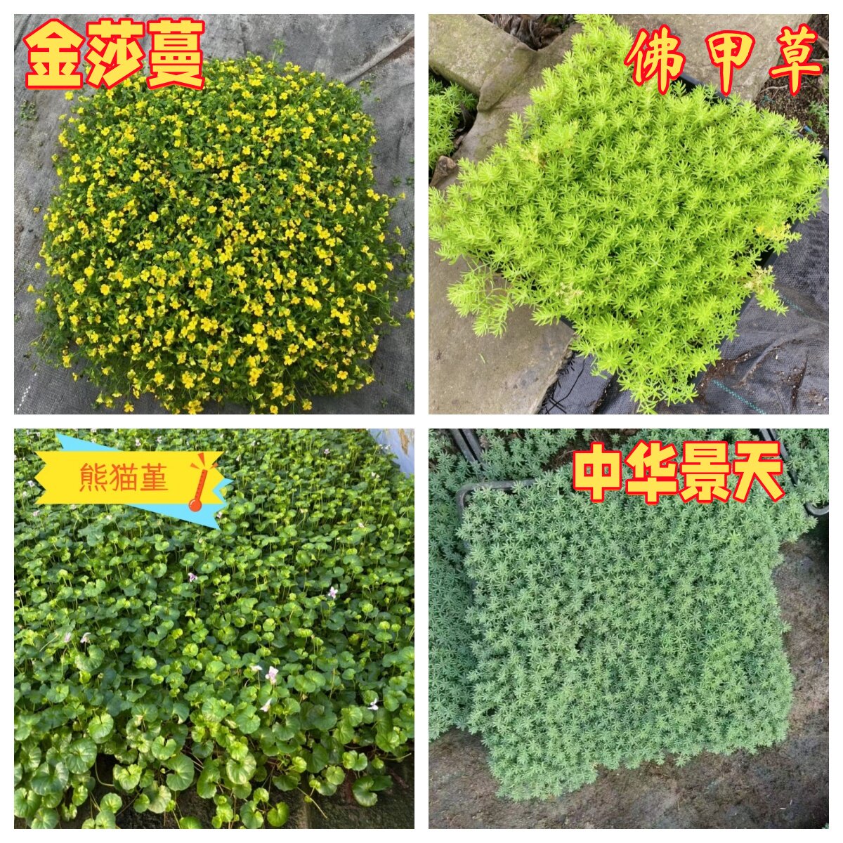 翠云草耐热园林绿化佛甲草