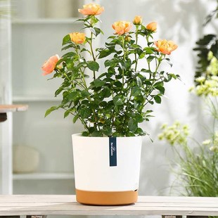 家用塑料小号大花盆阳台加仑盆绿萝多肉北欧简约控根盆栽月季 绿植