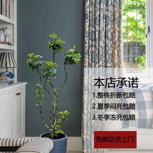 八分来财鸭脚木盆栽室内大型绿植土培室外植物除甲醛鸭掌木客厅