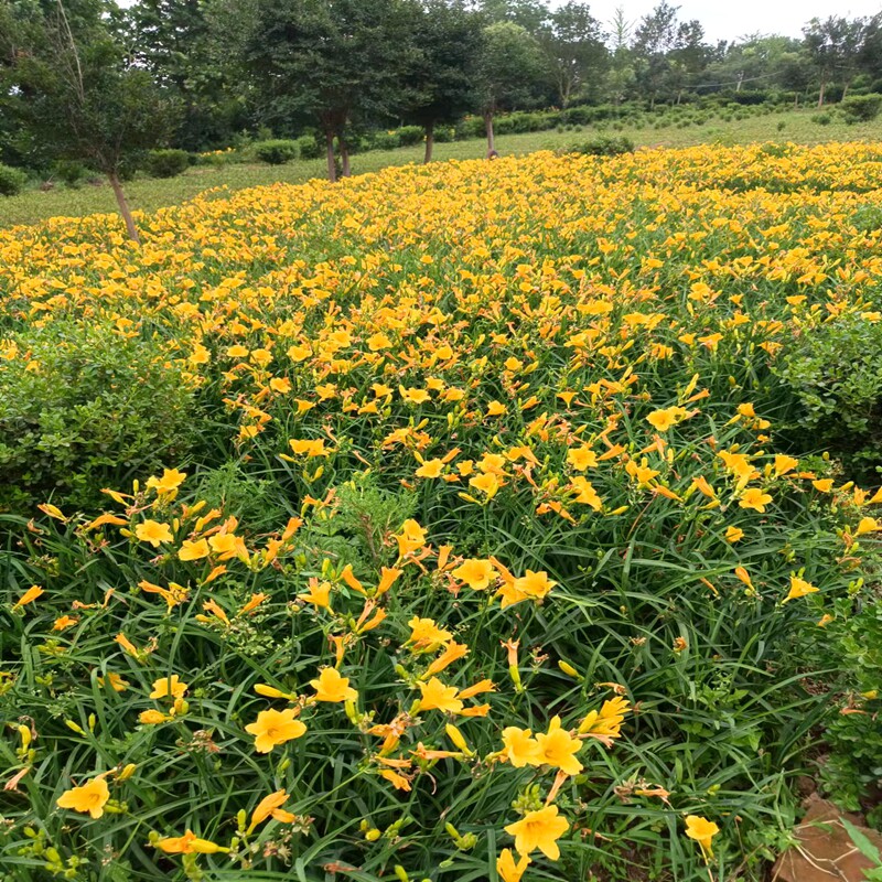 大花萱草 葱兰草 耐寒花卉 金娃娃萱草萱草花苗 鸢尾苗庭院绿化图片