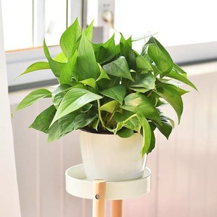 绿萝盆栽室内植物新房装 修去甲醛植物净化空气绿萝小盆栽南京送货