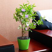 双色茉莉室内外阳台庭院四季 种植易成活多年生净化空气