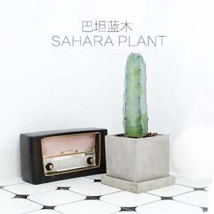 稀有品种仙人球仙人柱沙漠仙人掌 巴坦蓝木北欧风防辐射多肉开花
