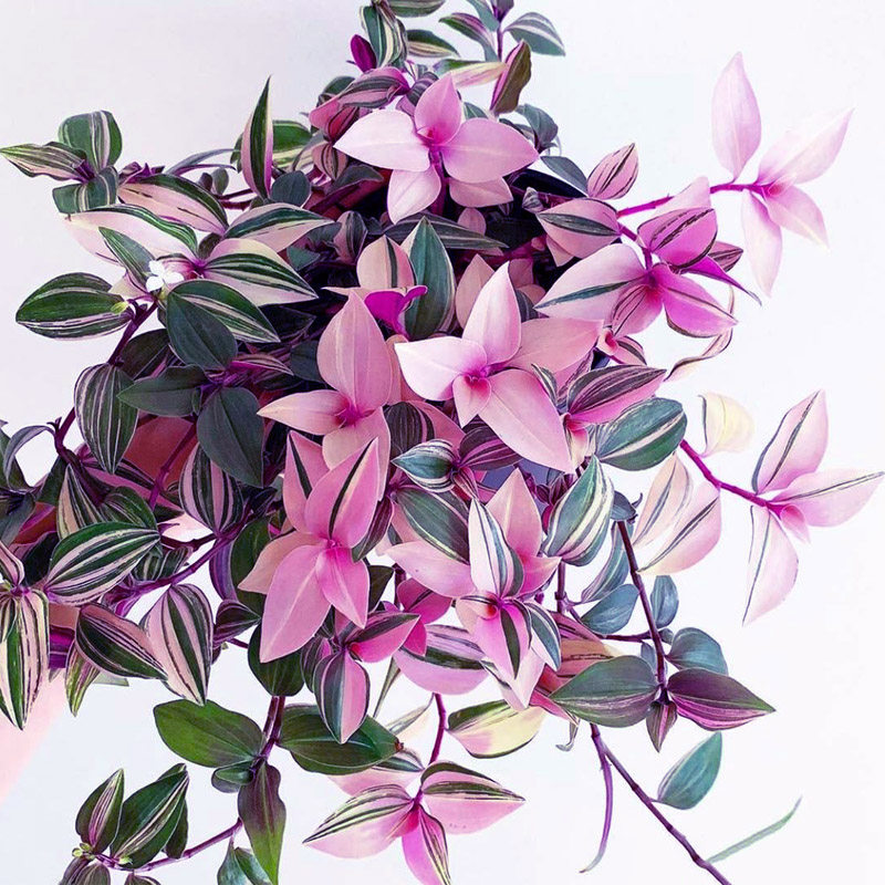 胭脂云多肉绿植物油画婚礼吊兰紫露草锦室内桌面盆栽垂吊观叶花卉,居家日用,空气净化剂,淘宝优惠券,粉丝福利购,淘宝优惠卷