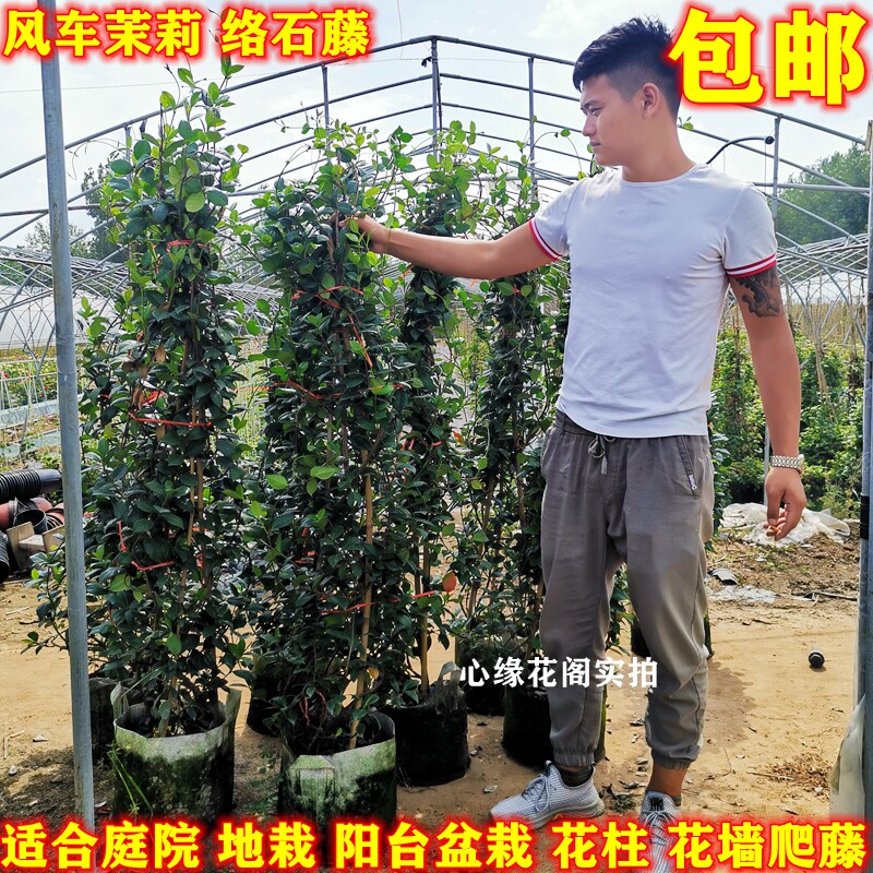 风车茉莉大苗耐阴耐寒清香阳台庭院爬藤植物四季常绿盆栽花卉花墙