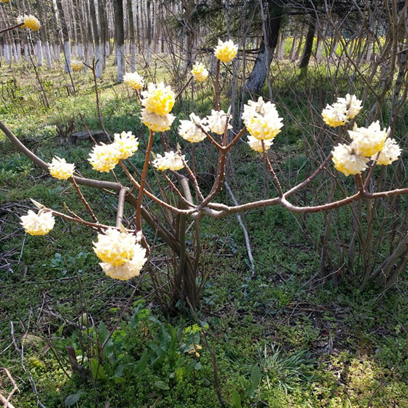 结香花苗盆栽花卉金腰袋打结花冬花喜花四季庭院种植好养开花树苗