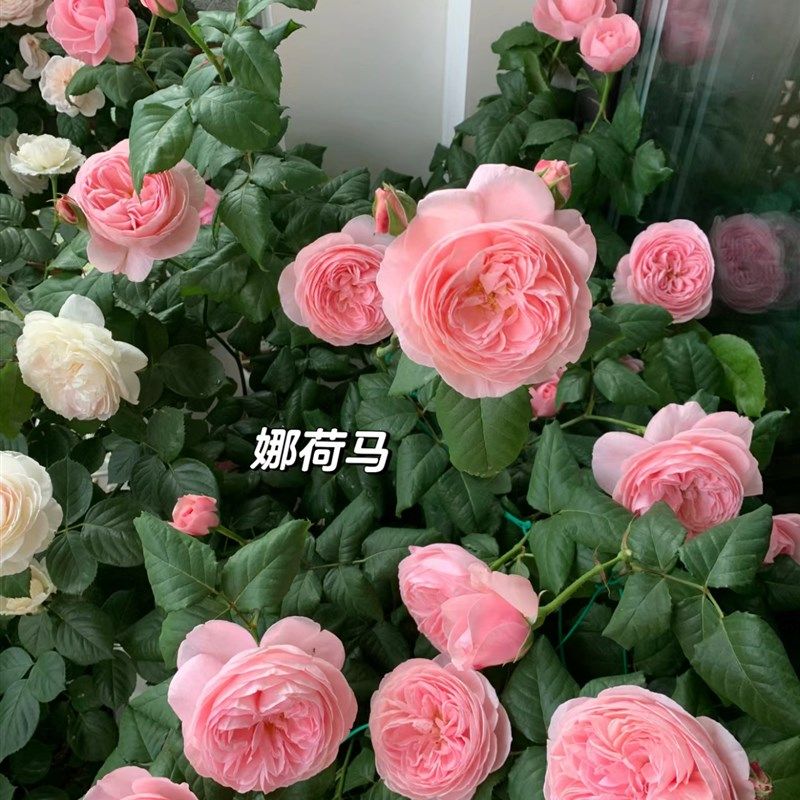 一加仑扦插中苗娜荷马爬藤月季花苗攀爬植物多季开花浓香粉色藤本,鲜花速递/花卉仿真/绿植园艺,月季/蔷薇/玫瑰,淘宝优惠券,粉丝福利购,淘宝优惠卷