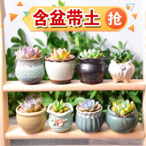 多肉植物花盆套装组合盆栽绿植花卉阳台窗户庭院室内肉肉植物含盆