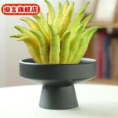 佛手柑托盘陶瓷花盆摆件客厅中式 高脚苔藓球米竹水培盆水培器皿