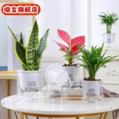 自动吸水透明懒人盆直销创意圆形办公室桌面绿植水培塑料花盆