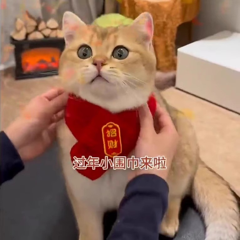 【给毛孩子的新年礼物】猫咪狗宠物围脖针织保暖喜庆好寓意围巾 m
