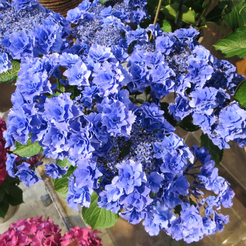 海蒂的花园大花绣球花苗深海之色重瓣可调色阳台庭院植.物花卉盆