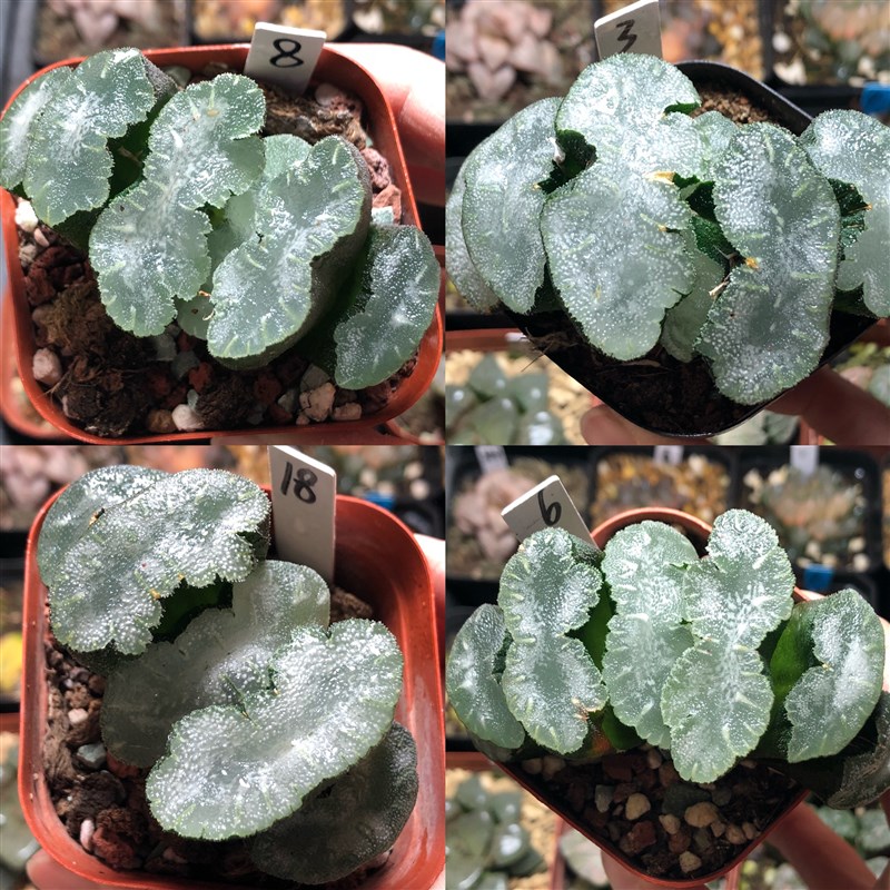 猛犸玉扇经典品种一物一拍带盆土发货十二卷多肉植物6月Z26日更新