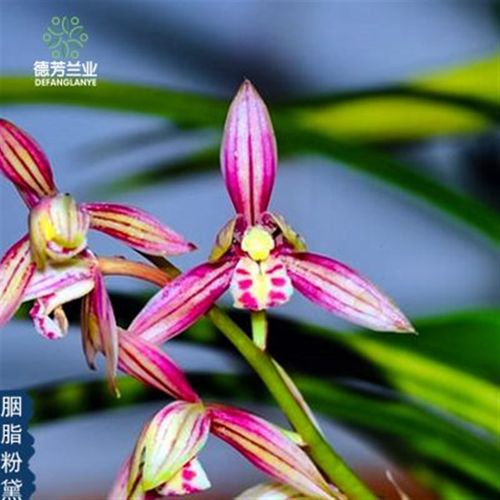 兰花苗四季建兰胭脂粉黛带瓷盆种好好养室内阳台客厅花卉绿植盆栽