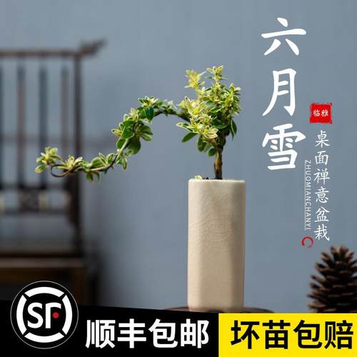 六月雪盆景悬崖式老桩办公室绿植桌面好养小盆栽植物室内摆件禅意