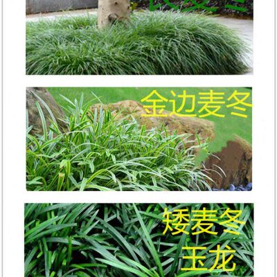 金边麦冬矮麦冬草耐寒庭院绿化草坪日本矮麦冬草玉龙草草细叶麦冬