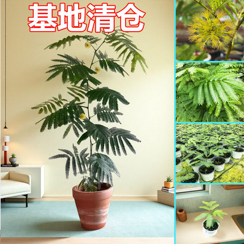 密叶猴耳环日本进口稀有籽播苗小