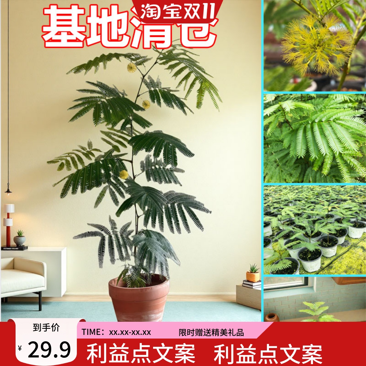 密叶猴耳环日本进口稀有籽播苗小