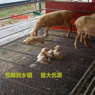 羊床钢丝网漏粪网养羊用的设备钢网鸡鸭鹅漏粪网热镀锌编织围栏网