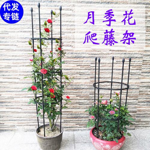 月季花架爬藤架花支架玫瑰花架植物攀爬藤架子阳台铁线莲园艺欧式