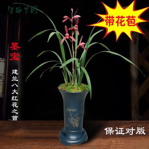 名贵老品种兰花建兰墨宝八大红花之首仙山红满堂红黄光登梅绿光登