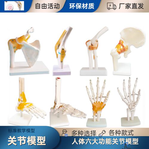 人体膝关节模型 肩关节 肘关节手关节脚关节髋关节 骨骼关节模型
