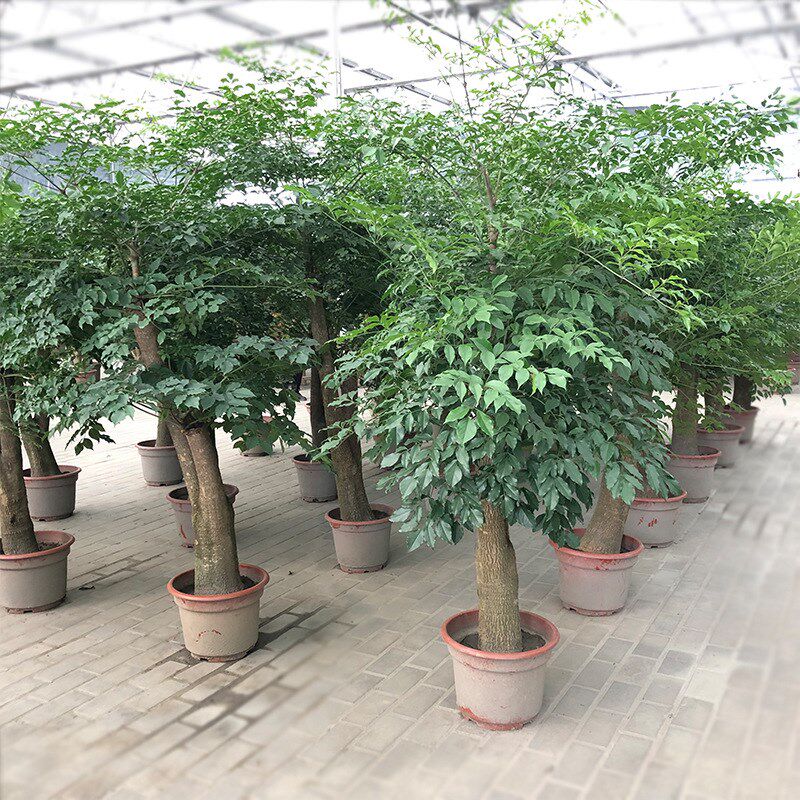 幸福树盆栽 大叶幌伞枫 菜豆树 接骨凉伞 绿宝 园艺绿化花卉盆栽