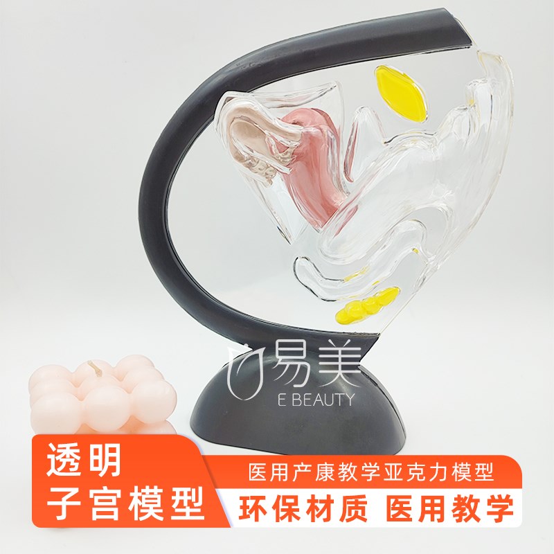 子宫模型透明计生教育用品人体系统可视子宫构造透明产康模具展示