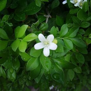 九里香盆栽盆景老桩浓香植物七里香树苗室内好养花卉