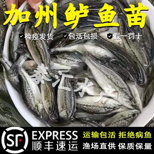 鲈鱼苗淡水养殖加州鲈鱼苗特大冷水大口黑鲈路亚淡水养殖鲈鱼鱼苗
