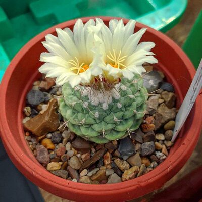 菊水仙人球实生皮实好养四大名球之一 稀有品种仙人掌科多肉植物