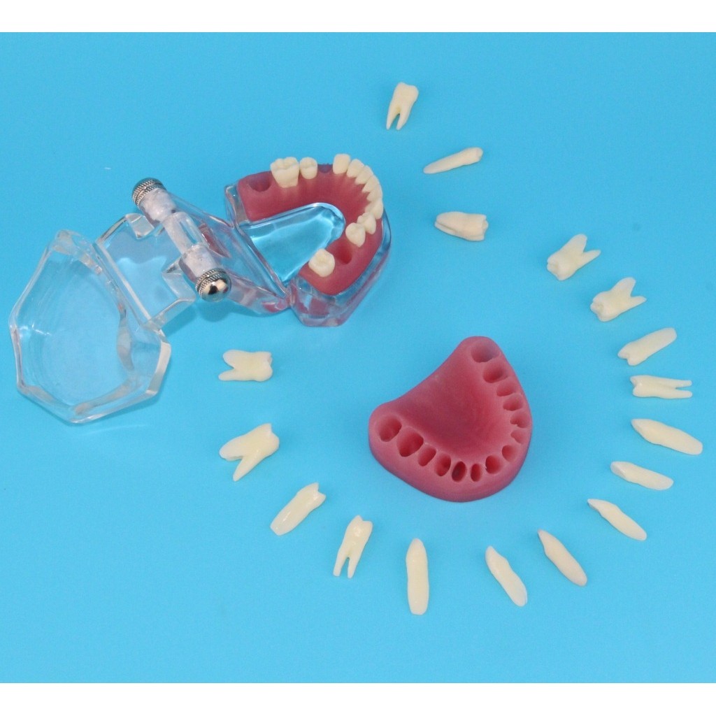 生产 A15全口拔牙模型标准,文具电教/文化用品/商务用品,教学标本/模型,淘宝优惠券,粉丝福利购,淘宝优惠卷