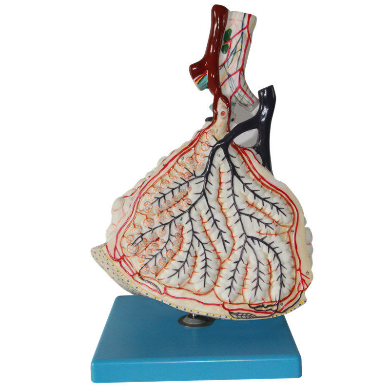 肺泡放大模型 人体肺解剖模型 呼吸器官系统模型,文具电教/文化用品/商务用品,教学标本/模型,淘宝优惠券,粉丝福利购,淘宝优惠卷