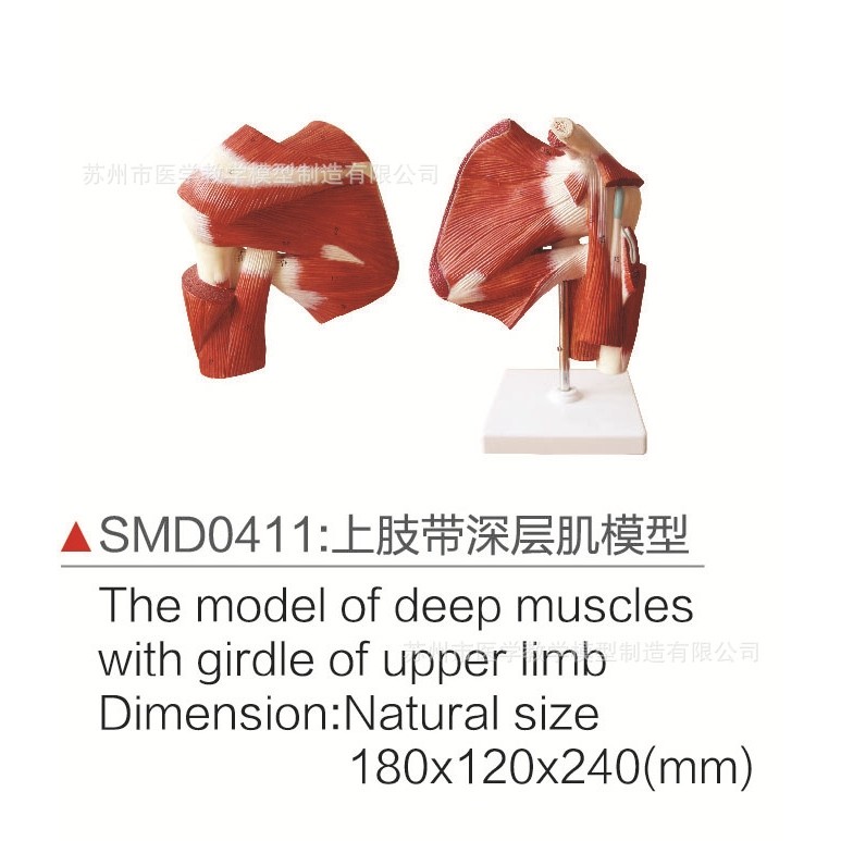 SMD0411上肢带深层肌模型,文具电教/文化用品/商务用品,教学标本/模型,淘宝优惠券,粉丝福利购,淘宝优惠卷