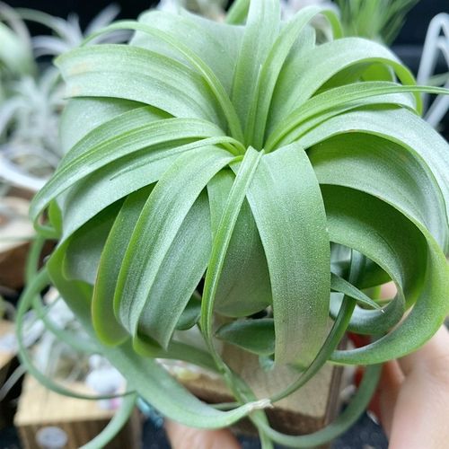 空气凤梨无土植物m艾瑞克受欢迎卷叶类品种空气铁兰绿植包邮